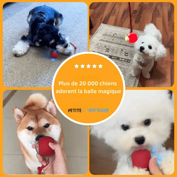 Magic Play Ball for Dogs