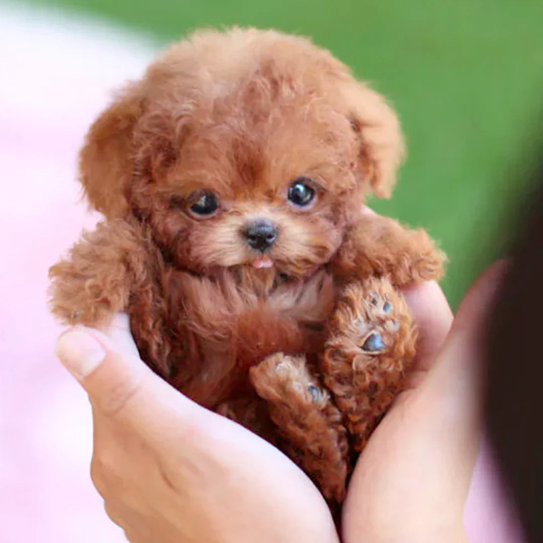 Lifelike Robot Puppy Companion