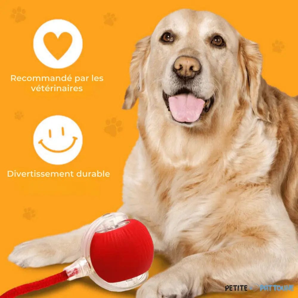 Magic Play Ball for Dogs